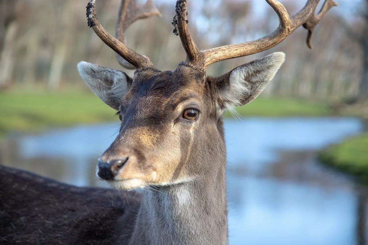 Een damhert in het bos